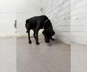 American Pit Bull Terrier-Labrador Retriever Mix Dogs for adoption in San Bernardino, CA, USA