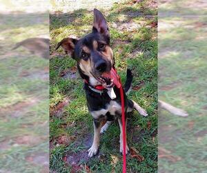 German Shepherd Dog-Unknown Mix Dogs for adoption in Fort Lauderdale, FL, USA