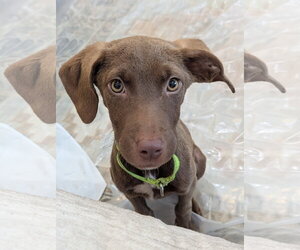 Chocolate Labrador retriever-Cocker Spaniel Mix Dogs for adoption in columbia, SC, USA