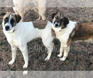 Anatolian Shepherd-Unknown Mix Dogs for adoption in Azle, TX, USA