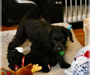 Labrador Retriever-Unknown Mix Dogs for adoption in Mechanicsburg, PA, USA