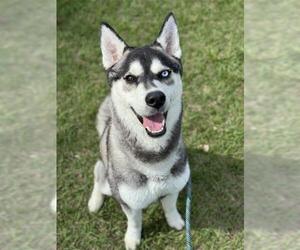 Siberian Husky Dogs for adoption in Fort Lauderdale, FL, USA
