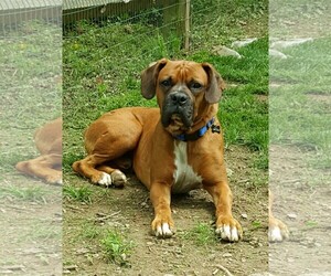 Boxer Dogs for adoption in Pittstown, NJ, USA