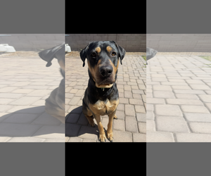 Rottweiler-Unknown Mix Dogs for adoption in Chandler, AZ, USA