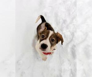 Treeing Walker Coonhound-Unknown Mix Dogs for adoption in Dedham, MA, USA