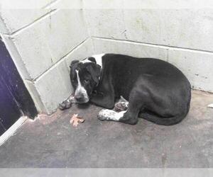 American Pit Bull Terrier Dogs for adoption in Tulsa, OK, USA