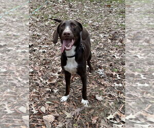 Unknown-Weimaraner Mix Dogs for adoption in Boston, MA, USA