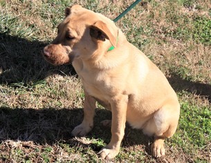 Medium Photo #1 Labrador Retriever-Unknown Mix Puppy For Sale in Poughkeepsie, GA, USA