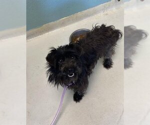 Mutt Dogs for adoption in Santa Cruz, CA, USA