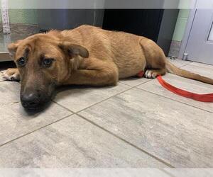 German Shepherd Dog-Unknown Mix Dogs for adoption in Grand Prairie, TX, USA