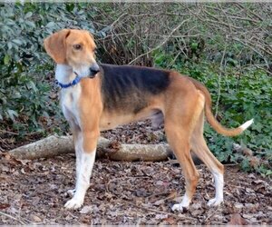 English Foxhound-Unknown Mix Dogs for adoption in Cary, NC, USA