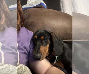 Dachshund Dogs for adoption in Sioux Falls, SD, USA