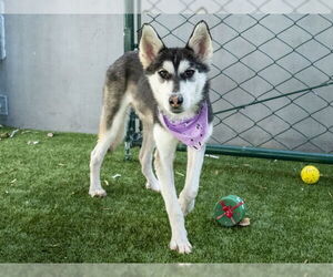 Siberian Husky-Unknown Mix Dogs for adoption in Pasadena, CA, USA