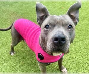 American Staffordshire Terrier-Unknown Mix Dogs for adoption in Raleigh, NC, USA