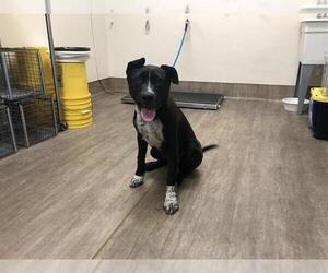 American Pit Bull Terrier-Unknown Mix Dogs for adoption in Pasadena, CA, USA