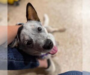 Mutt Dogs for adoption in Aurora, CO, USA