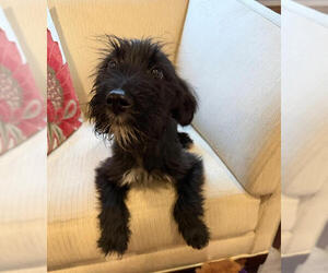 Airedale Terrier-Unknown Mix Dogs for adoption in Wheaton, IL, USA