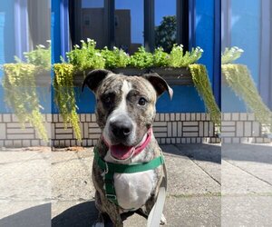 Mutt Dogs for adoption in Philadelphia, PA, USA