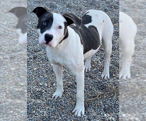 Mutt Dogs for adoption in Augusta, GA, USA