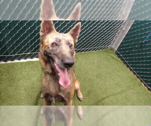 German Shepherd Dog Dogs for adoption in Downey, CA, USA
