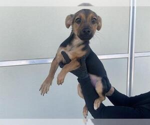 American Rat Pinscher Dogs for adoption in Corona, CA, USA