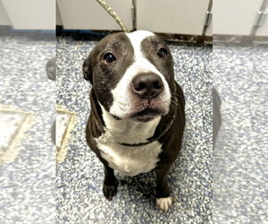 Labrador Retriever-Unknown Mix Dogs for adoption in Jackson , NJ, USA