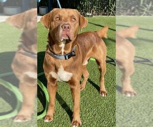 Labrador Retriever-Unknown Mix Dogs for adoption in Baytown, TX, USA