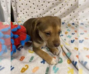 Australian Kelpie-Unknown Mix Dogs for adoption in Modesto, CA, USA