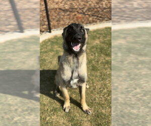 Mutt Dogs for adoption in Imlay City, MI, USA