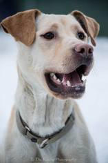 Medium Photo #1 Labrador Retriever-Unknown Mix Puppy For Sale in Anchorage, AK, USA