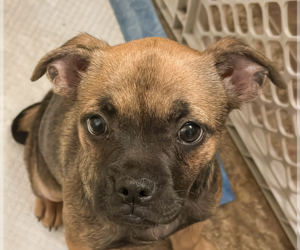 French Bulldog-Unknown Mix Dogs for adoption in San Ramon, CA, USA