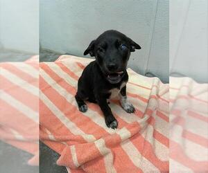 Labrador Retriever Dogs for adoption in Rosenberg, TX, USA
