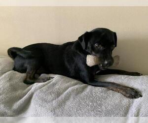 Chug Dogs for adoption in West Palm Beach, FL, USA