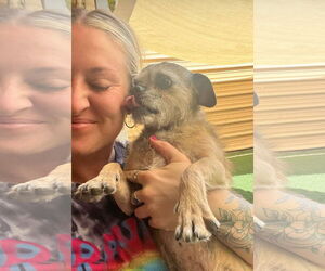 Mutt Dogs for adoption in phoenix, AZ, USA