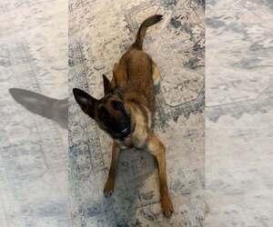 German Shepherd Dog-Unknown Mix Dogs for adoption in Imlay City, MI, USA