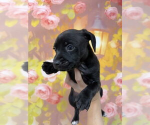 Chihuahua-Unknown Mix Dogs for adoption in San Bernardino, CA, USA