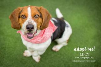 Basschshund Dogs for adoption in Kansas City, MO, USA