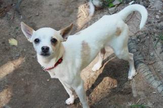 Chihuahua Dogs for adoption in Evans, GA, USA