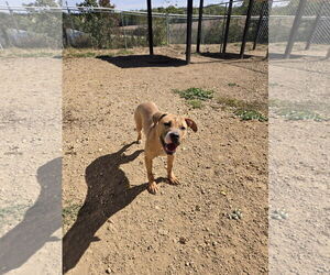 Mutt Dogs for adoption in Maquoketa, IA, USA