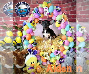 Chihuahua-Unknown Mix Dogs for adoption in Arcadia, FL, USA