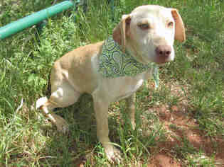 Medium Photo #1 Mutt Puppy For Sale in Oklahoma City, OK, USA