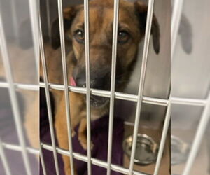 German Shepherd Dog Dogs for adoption in West Palm Beach, FL, USA