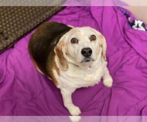 Beagle Dogs for adoption in Fort Wayne, IN, USA