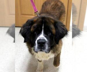 Saint Bernard Dogs for adoption in Neillsville, WI, USA