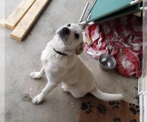 Medium Photo #1 Labrador Retriever-Unknown Mix Puppy For Sale in Pottstown, PA, USA
