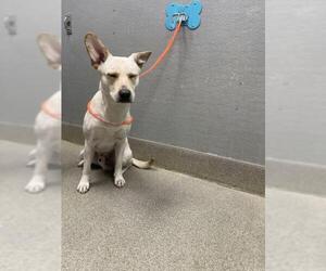 Labrador Retriever-Unknown Mix Dogs for adoption in Las Vegas, NV, USA