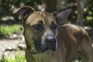 Staffordshire Bull Terrier-Unknown Mix Dogs for adoption in West Palm Beach, FL, USA