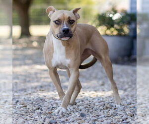 Whippet Dogs for adoption in Denton, TX, USA