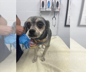 Mutt Dogs for adoption in West Palm Beach, FL, USA