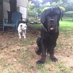 Neapolitan Mastiff Dogs for adoption in Newtown, PA, USA